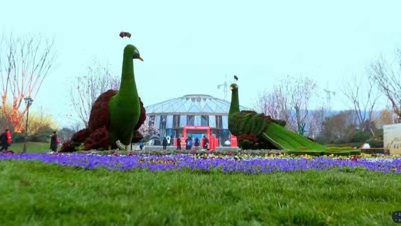 一年生草本花卉花壇