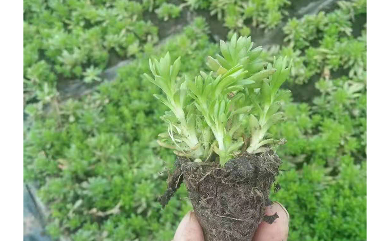 佛甲草種苗基地實拍圖片