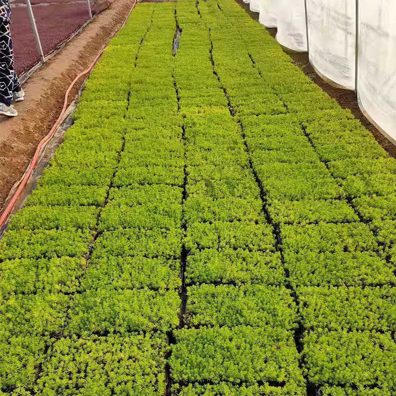 大棚內(nèi)生長的穴盤苗種苗實拍圖片