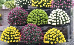 <b> 乒乓菊種苗批發(fā)價(jià)格-乒乓菊種植和養(yǎng)護(hù)技術(shù)</b>