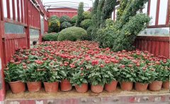 <b>國(guó)慶菊種苗批發(fā)價(jià)格-國(guó)慶菊花種苗種植基地</b>