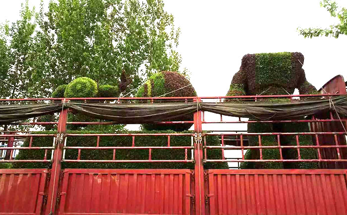 五色草立體花壇造型主體制作完成裝車發(fā)往唐山