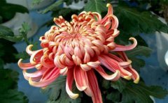 <b>常見的藝術(shù)菊花造型的做法及圖片</b>