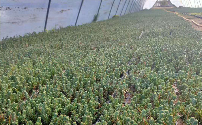 大棚內的松塔景天地栽苗實拍圖片