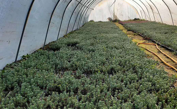 大棚內的松塔景天穴盤苗實拍圖片