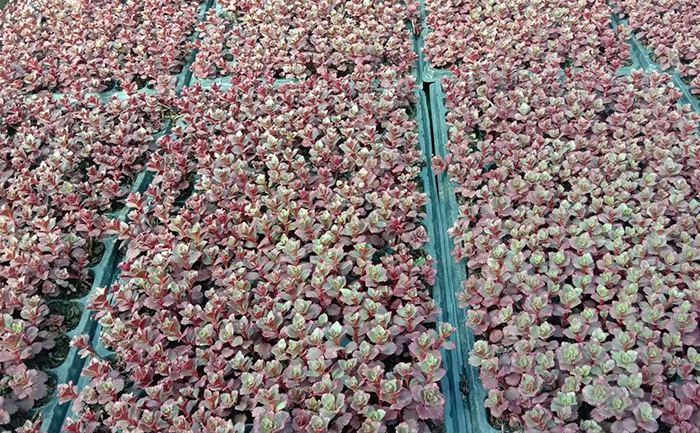 胭脂紅景天穴盤苗實(shí)拍圖片