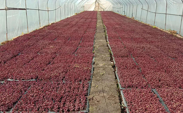 胭脂紅景天種植基地大棚內(nèi)的穴盤苗實(shí)拍圖片