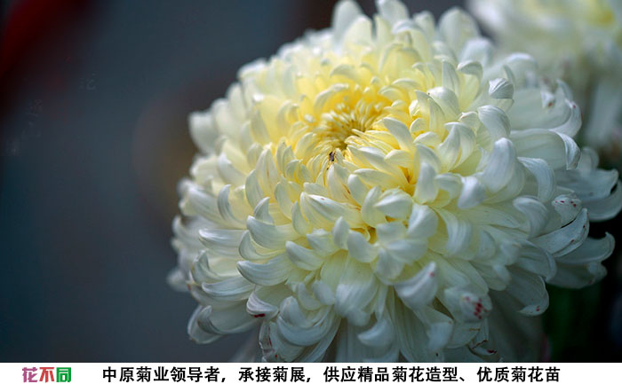 國華白越山單花實拍圖片