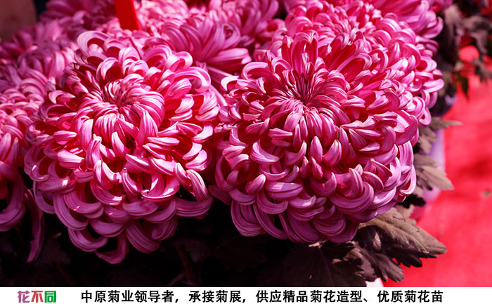 紫強(qiáng)大菊花組合實(shí)拍圖片