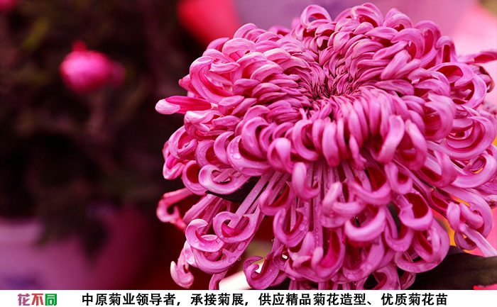 紫強(qiáng)大菊花大花實(shí)拍圖片