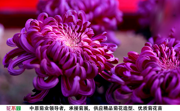 紫強(qiáng)大菊花種苗基地實(shí)拍圖片