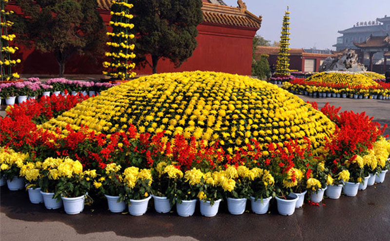 小立菊現(xiàn)場實拍圖