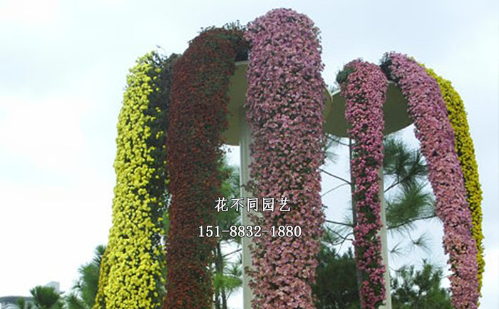 懸崖菊現(xiàn)場實拍圖