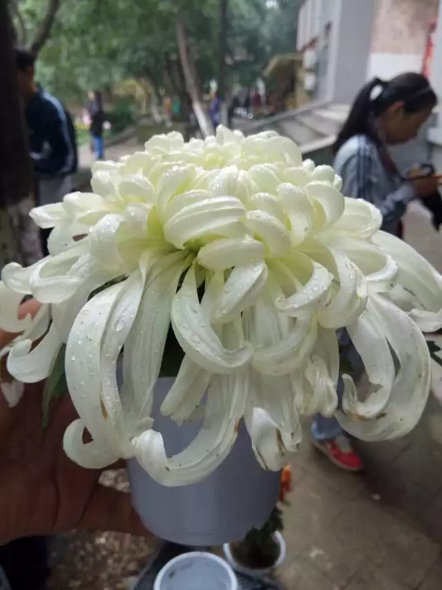 白色案頭菊實(shí)拍圖