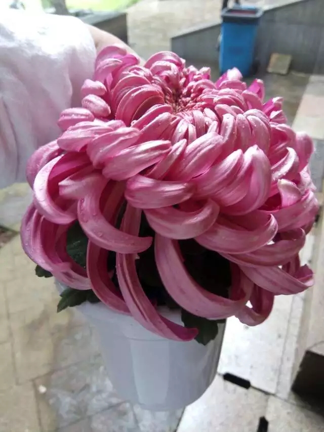 粉色案頭菊實(shí)拍圖