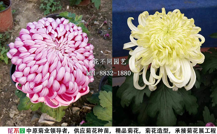 獨(dú)本菊精品大花兩例實(shí)拍圖