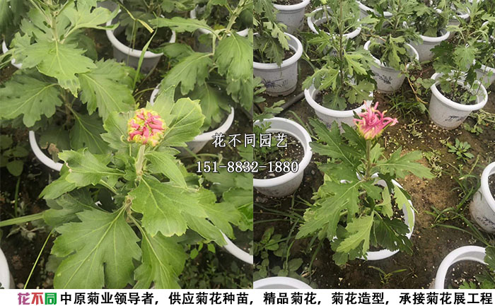 剛透色的獨(dú)本菊實(shí)拍圖