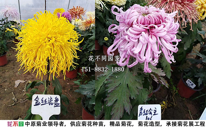 精品獨(dú)本菊2兩例展示實(shí)拍圖
