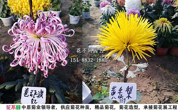 精品獨(dú)本菊展示實(shí)拍圖