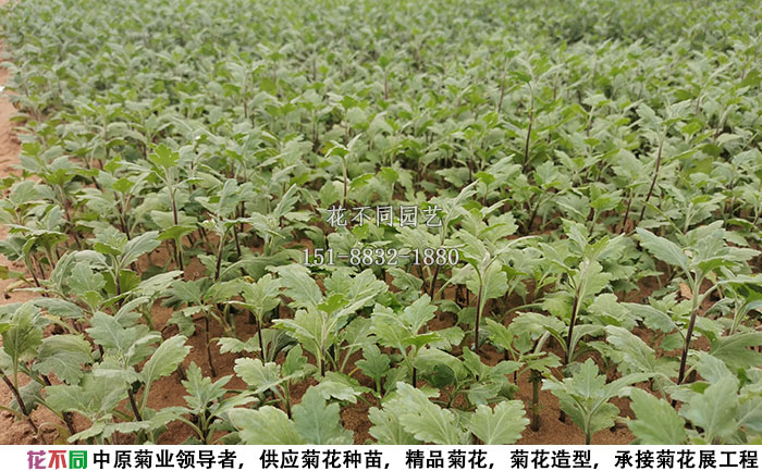多頭菊種苗基地實(shí)拍圖