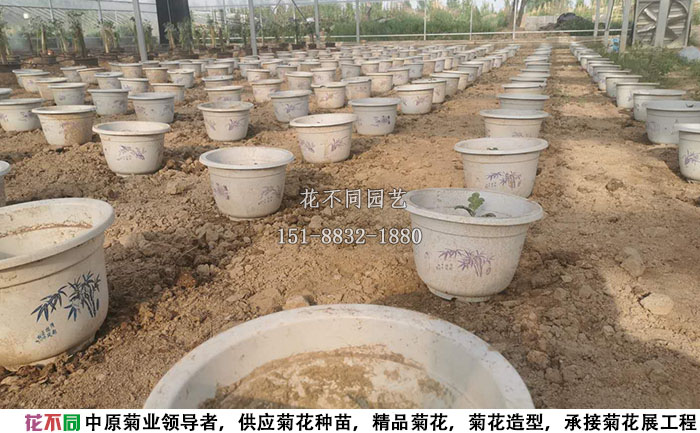 剛移栽到花盆里的多頭菊實(shí)拍圖