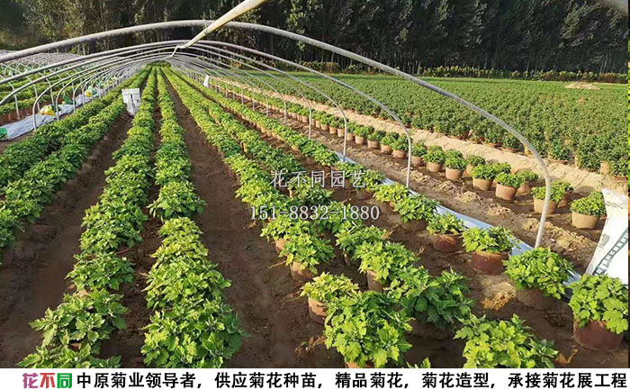 6月份的多頭菊現(xiàn)場實(shí)拍圖