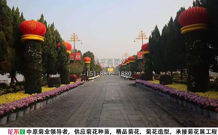 多頭菊再菊花展中的應(yīng)用案例