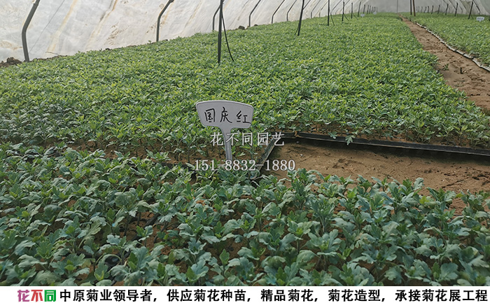 千頭菊菊花種苗實拍圖