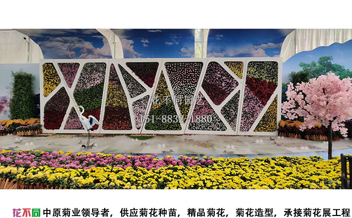 湖北菊花花會精品大花展區(qū)圖片