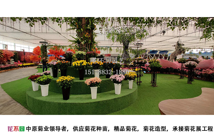 湖北菊花花會精品小菊花展區(qū)