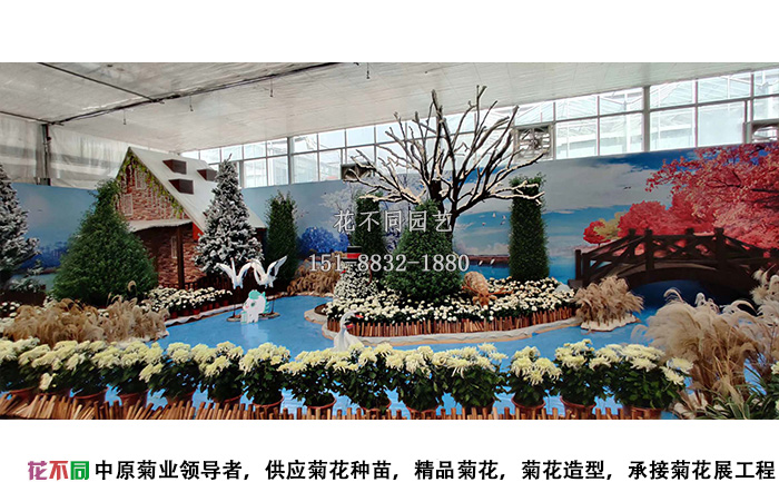 湖北菊花花會多頭菊展區(qū)