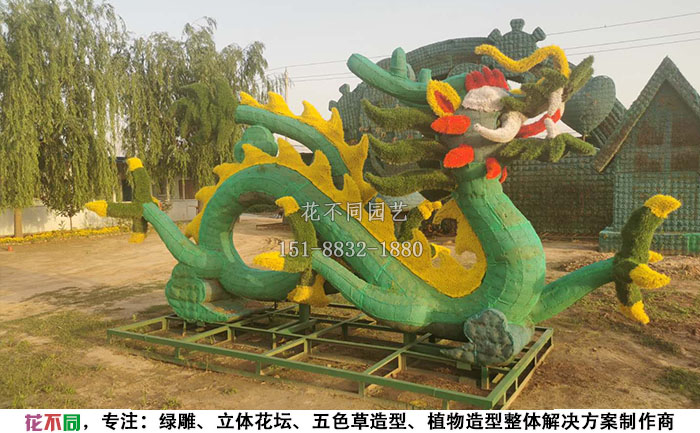 植物綠雕動物造型骨架-盤龍現(xiàn)場實拍圖