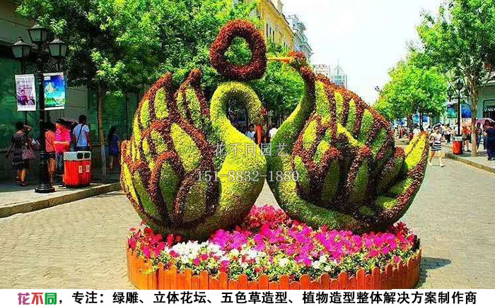 仿真動(dòng)物綠雕-天鵝戲水現(xiàn)場(chǎng)實(shí)拍圖