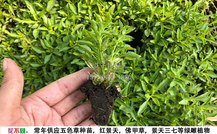 五色草綠草穴盤種苗圖片