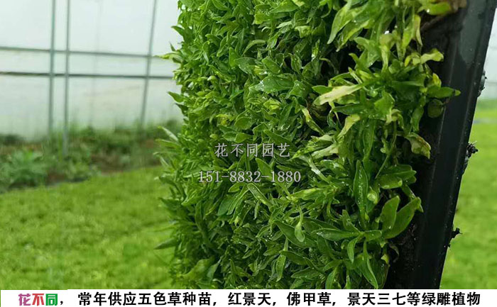 105穴穴盤五色草種苗圖片