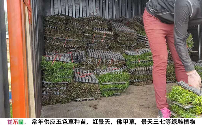 五色草穴盤苗基地-工人正在往車上搬運(yùn)穴盤