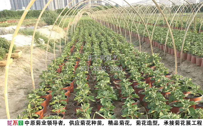 正在進(jìn)行短日照處理的菊花