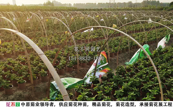 正在進(jìn)行短日照處理的菊花