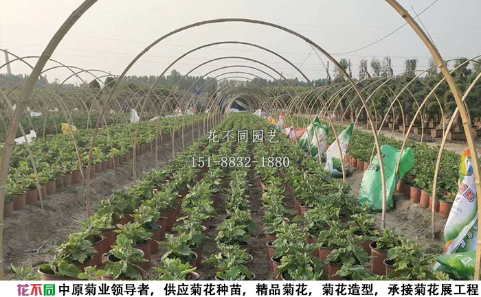 正在進(jìn)行短日照處理的菊花