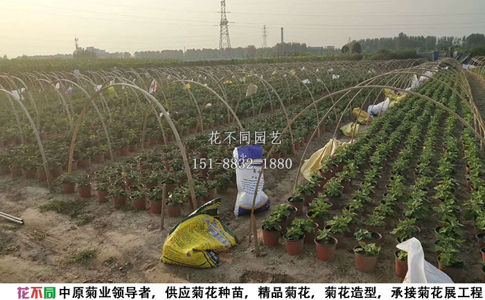 正在進(jìn)行短日照處理的菊花造型