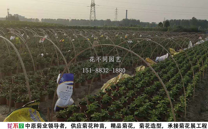 正在進(jìn)行短日照處理的菊花造型現(xiàn)場實(shí)拍圖