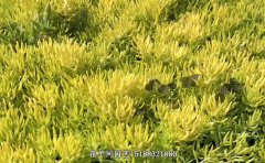 金葉佛甲草耐寒嗎？冬天會(huì)不會(huì)死？