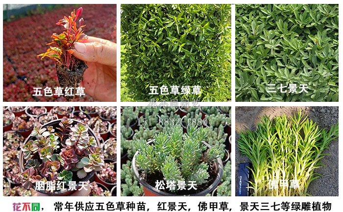 常用綠雕植物統(tǒng)計(jì)