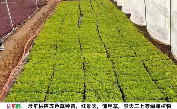 大棚內(nèi)金葉佛甲草穴盤苗