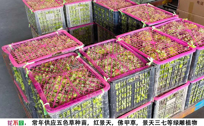 打包裝箱的金葉佛甲草成品