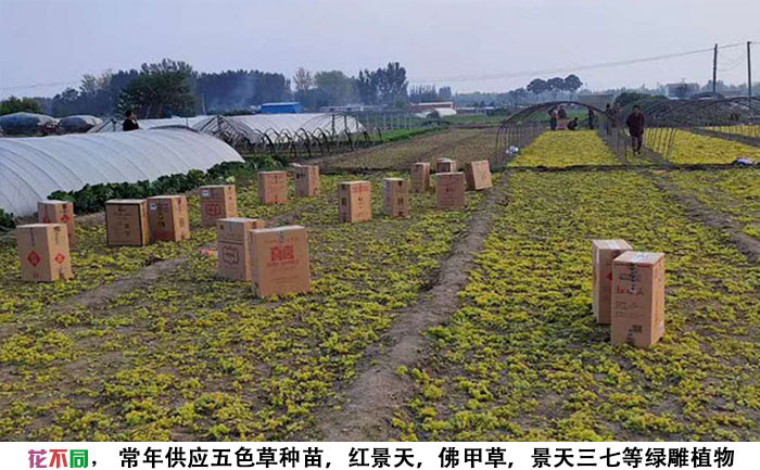 金葉佛甲草種苗培育基地