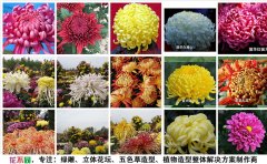 <b>菊花苗的品種與價格</b>