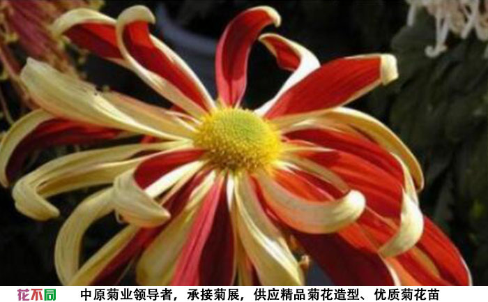 菊花苗的品種-帥旗