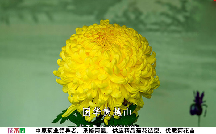 菊花苗的品種-國華黃越山