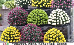 <b>菊花種苗多少錢一株</b>